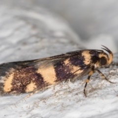 Catadoceta xanthostephana at Melba, ACT - 3 Nov 2021