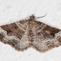 Epyaxa subidaria (Subidaria Moth) at Melba, ACT - 3 Nov 2021 by kasiaaus