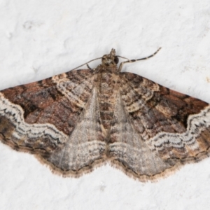 Epyaxa subidaria at Melba, ACT - 3 Nov 2021