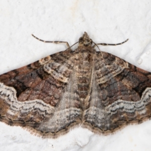 Epyaxa subidaria at Melba, ACT - 3 Nov 2021