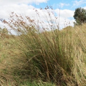 Juncus sp. at Hawker, ACT - 22 Jan 2022