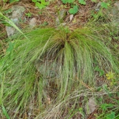 Nassella trichotoma (Serrated Tussock) at Isaacs Ridge and Nearby - 22 Jan 2022 by Mike