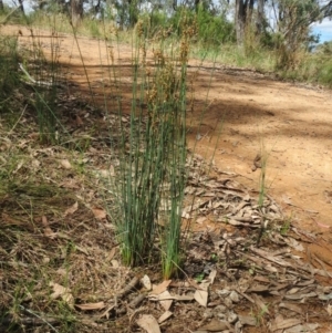 Juncus subsecundus at Hawker, ACT - 22 Jan 2022 10:50 AM