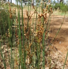 Juncus subsecundus at Hawker, ACT - 22 Jan 2022 10:50 AM