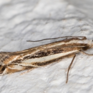 Erechthias acontistes (TBC) at suppressed by kasiaaus