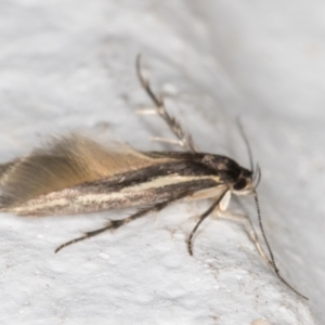 Stathmopodidae (family) at Melba, ACT - 3 Nov 2021 08:49 PM