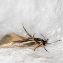 Stathmopodidae (family) at Melba, ACT - 3 Nov 2021 08:49 PM