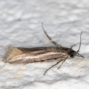 Stathmopodidae (family) at Melba, ACT - 3 Nov 2021 08:49 PM