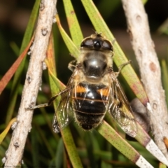 Eristalis tenax (Drone fly) at Macgregor, ACT - 22 Jan 2022 by Roger