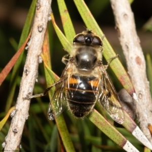 Eristalis tenax at Macgregor, ACT - suppressed