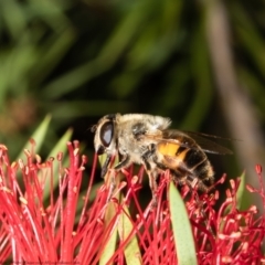 Eristalis tenax at Macgregor, ACT - suppressed