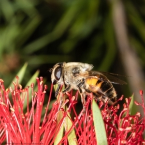 Eristalis tenax at Macgregor, ACT - suppressed