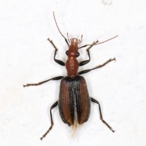 Unidentified Beetle (Coleoptera) (TBC) at suppressed by kasiaaus