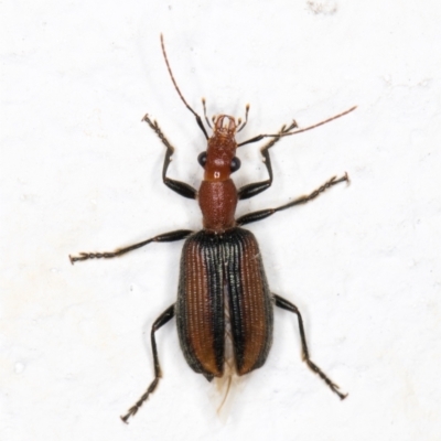 Drypta australis (A Carab beetle) at Melba, ACT - 3 Nov 2021 by kasiaaus