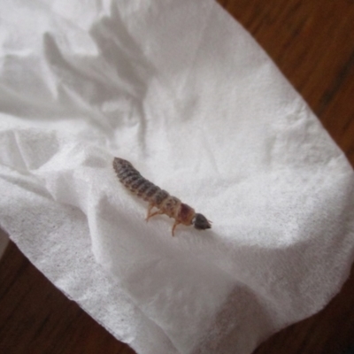 Unidentified Insect at Pambula Beach, NSW - 22 Jan 2022 by KylieWaldon