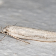 Philobota chionoptera (A concealer moth) at Melba, ACT - 3 Nov 2021 by kasiaaus
