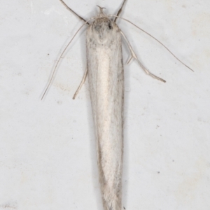 Philobota chionoptera at Melba, ACT - 3 Nov 2021