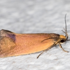 Delexocha ochrocausta (A concealer moth) at Melba, ACT - 3 Nov 2021 by kasiaaus