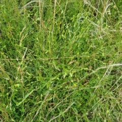 Zornia dyctiocarpa var. dyctiocarpa (Zornia) at Jerrabomberra, ACT - 21 Jan 2022 by EmilySutcliffe