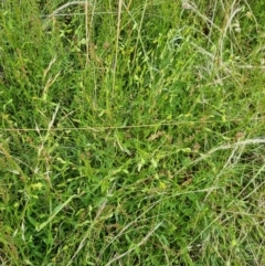 Zornia dyctiocarpa var. dyctiocarpa (Zornia) at Jerrabomberra, ACT - 21 Jan 2022 by EmilySutcliffe