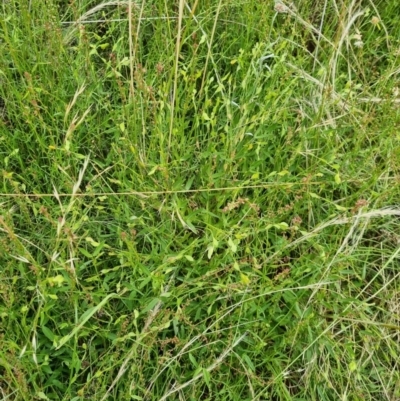 Zornia dyctiocarpa var. dyctiocarpa (Zornia) at Jerrabomberra, ACT - 21 Jan 2022 by EmilySutcliffe