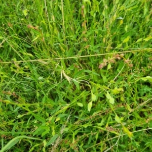 Zornia dyctiocarpa var. dyctiocarpa at Jerrabomberra, ACT - 21 Jan 2022