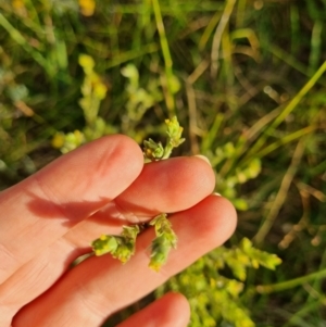 Unidentified Other Wildflower or Herb (TBC) at suppressed by EmilySutcliffe