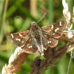 Pasma tasmanica (Two-spotted Grass-skipper) at Cotter River, ACT - 22 Jan 2022 by JohnBundock