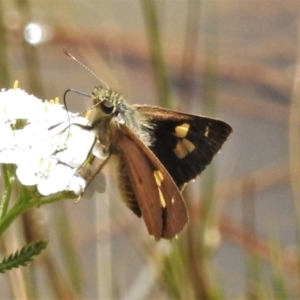 Timoconia flammeata at Cotter River, ACT - 22 Jan 2022