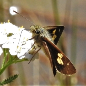 Timoconia flammeata at Cotter River, ACT - 22 Jan 2022