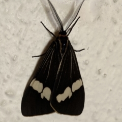 Nyctemera amicus (Senecio Moth, Magpie Moth, Cineraria Moth) at QPRC LGA - 22 Jan 2022 by yellowboxwoodland