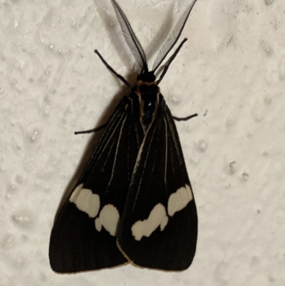 Nyctemera amicus (Senecio Moth, Magpie Moth, Cineraria Moth) at Bungendore, NSW - 22 Jan 2022 by yellowboxwoodland