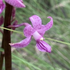 Dipodium roseum (Rosy hyacinth orchid) at Bungendore, NSW - 5 Jan 2022 by yellowboxwoodland
