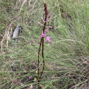 Dipodium roseum at Bungendore, NSW - 5 Jan 2022