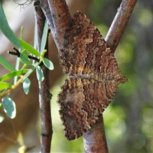 Chrysolarentia bichromata at Uriarra, NSW - 22 Jan 2022