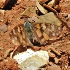 Vanessa kershawi (Australian Painted Lady) at Brindabella National Park - 22 Jan 2022 by JohnBundock