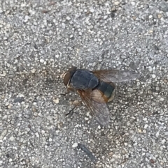 Calliphora augur (Lesser brown or Blue-bodied blowfly) at Phillip, ACT - 17 Jan 2022 by Tapirlord