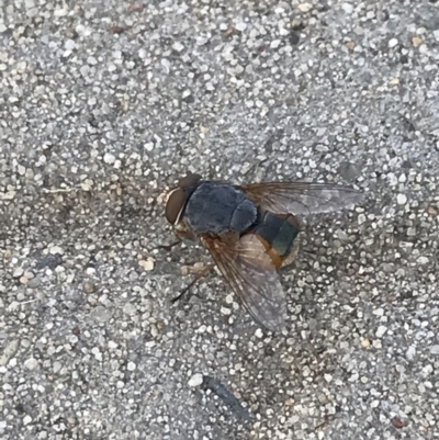 Calliphora augur (Lesser brown or Blue-bodied blowfly) at Phillip, ACT - 17 Jan 2022 by Tapirlord