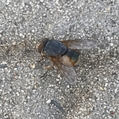 Calliphora augur at Phillip, ACT - 17 Jan 2022 07:34 AM