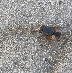 Calliphora augur at Phillip, ACT - 17 Jan 2022 07:34 AM