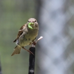 Passer domesticus (House Sparrow) at Cook, ACT - 22 Jan 2022 by Tammy