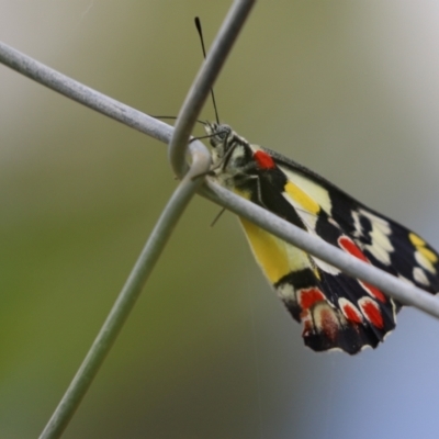 Delias aganippe (Spotted Jezebel) at Cook, ACT - 21 Jan 2022 by Tammy