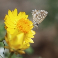 Theclinesthes serpentata (Saltbush Blue) at Cook, ACT - 19 Jan 2022 by Tammy