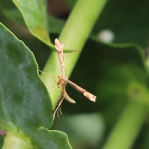 Megalorhipida leucodactyla at Cook, ACT - 19 Jan 2022