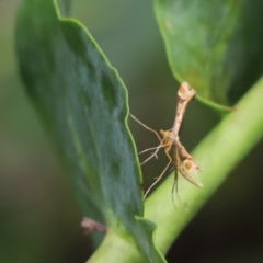 Megalorhipida leucodactyla at Cook, ACT - 19 Jan 2022