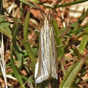Hednota species near grammellus at Uriarra, NSW - 22 Jan 2022