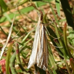 Hednota species near grammellus at Uriarra, NSW - 22 Jan 2022 12:02 PM