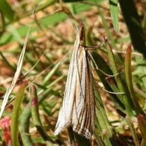 Hednota species near grammellus at Uriarra, NSW - 22 Jan 2022 12:02 PM