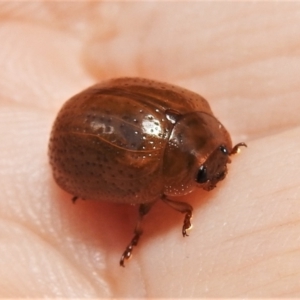 Paropsisterna sp. (genus) at Coree, ACT - 22 Jan 2022