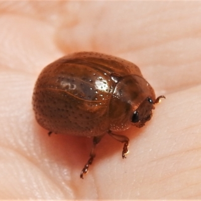 Paropsisterna sp. (genus) (A leaf beetle) at Coree, ACT - 22 Jan 2022 by JohnBundock